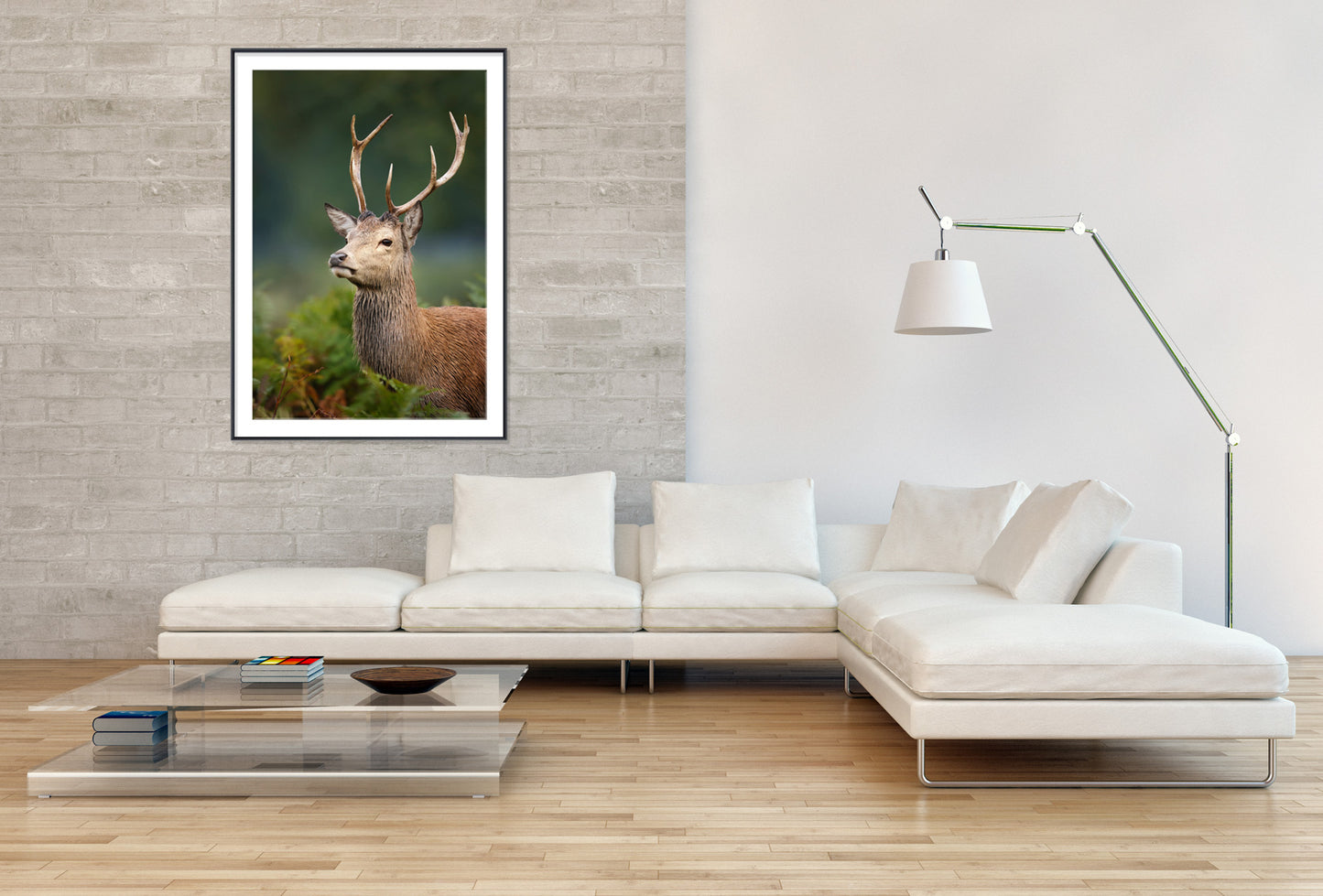 Young Red Deer Buck - Gallery Frames