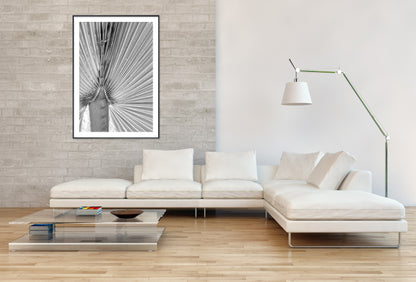 Black and White Fan Palm Frond - Gallery Frames