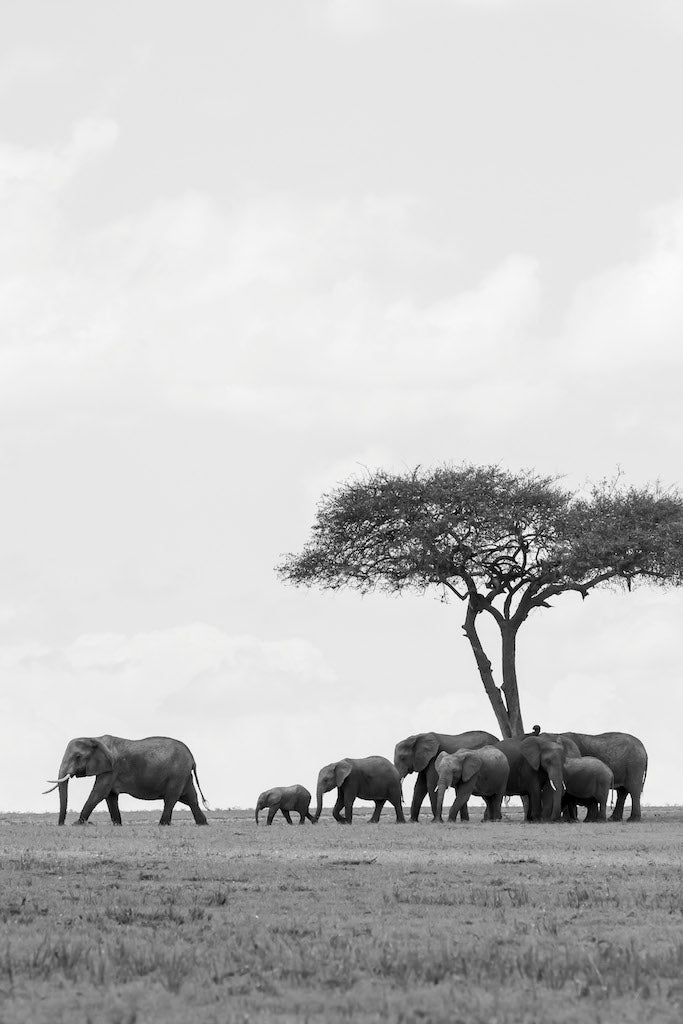 Black and White African Elephants with Tree - Gallery Frames