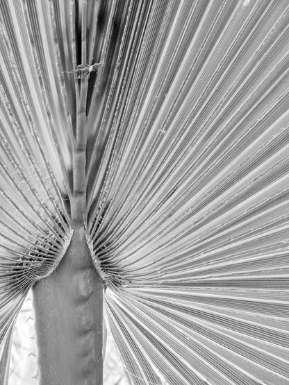 Black and White Fan Palm Frond - Gallery Frames