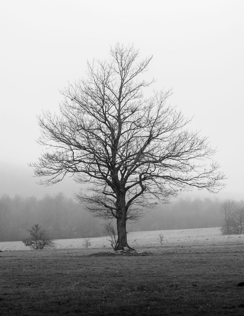 Black and white Tree in winter - Gallery Frames