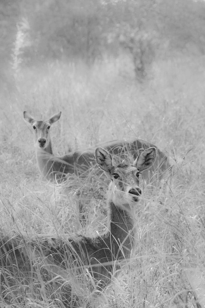 Black and White Couple of Impala in the Grass - Gallery Frames