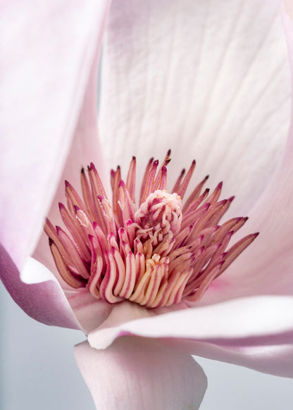 Magnolia lilliflora flower I- Gallery Frames