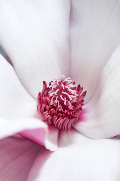 Magnolia lilliflora flower II- Gallery Frames