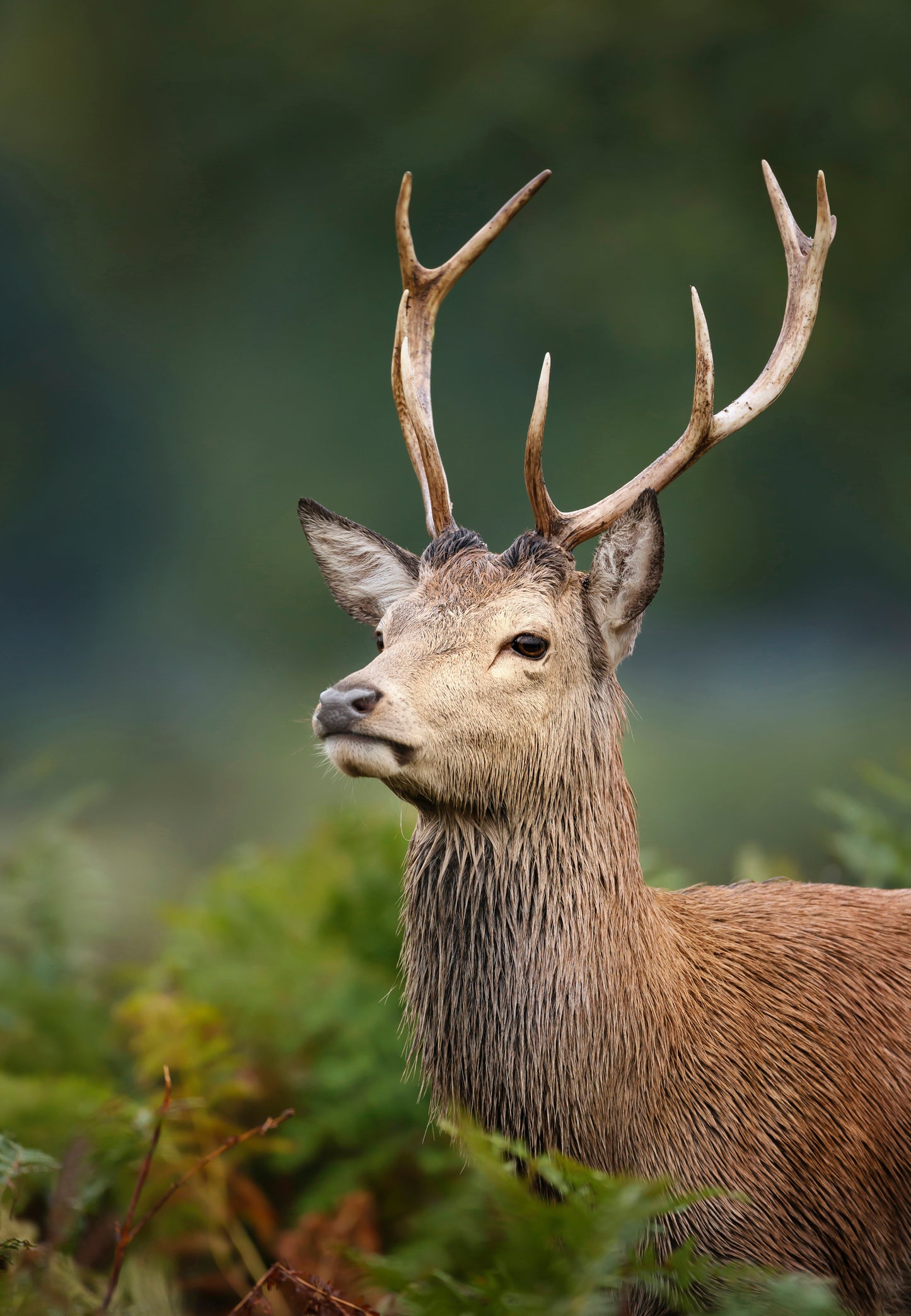 Young Red Deer Buck - Gallery Frames